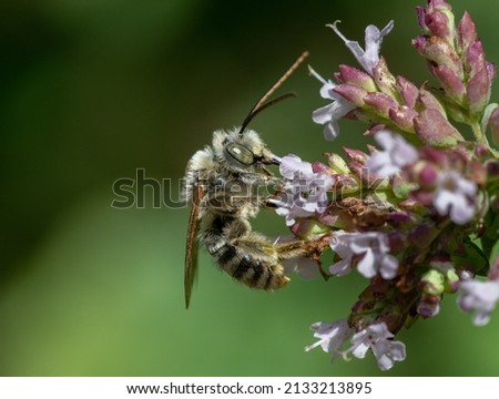 Eucerini species Long-horned Bee on oregano flowers