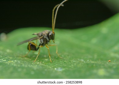 Eucharitidae Images, Stock Photos & Vectors | Shutterstock