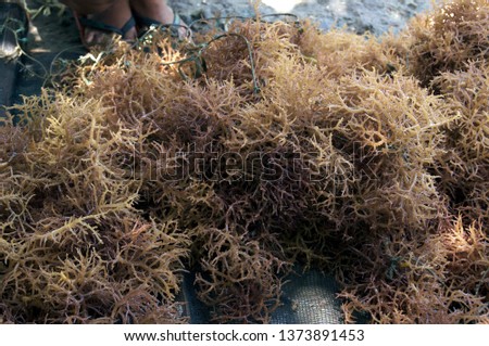 Eucheuma denticulatum or spinosum seaweed