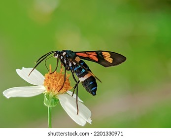 Euchromia Is A Genus Of Moths In The Subfamily Arctiinae.