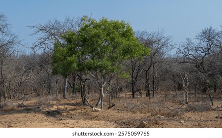 Euclea jackalberry is a tree of the ebony family, in the Kruger National Park South Africa