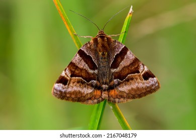 Euclidia Glyphica Is A Moth Of The Family Erebidae.