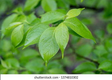 Eucommia Ulmoides Is A Small Tree Native To China. Chinese Name