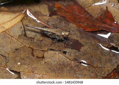 Eucriotettix Oculatus Tetrigidae Beside The River