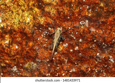 Eucriotettix Oculatus Tetrigidae Beside The River