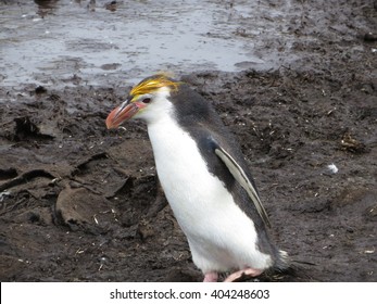 Eudyptes Schlegeli Royal Penguin Macquarie Island