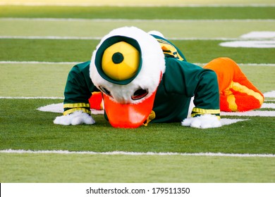 EUGENE, OR - OCTOBER 28, 2006: Oregon Duck Mascot Puddles Doing Pushups After Each Score During The UO Vs PSU Football Game At Autzen Stadium.