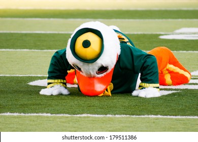 EUGENE, OR - OCTOBER 28, 2006: Oregon Duck Mascot Puddles Doing Pushups After Each Score During The UO Vs PSU Football Game At Autzen Stadium.