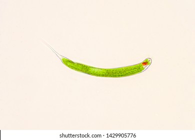 Euglena Is A Genus Of Single-celled Flagellate Eukaryotes.