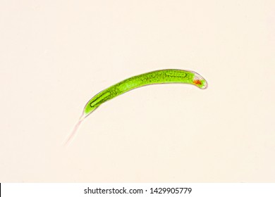 Euglena Is A Genus Of Single-celled Flagellate Eukaryotes.