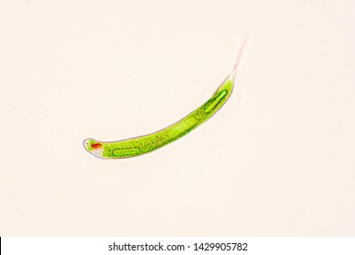 Euglena Is A Genus Of Single-celled Flagellate Eukaryotes.