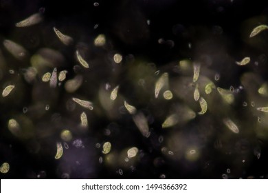 Euglena Is A Genus Of Single-celled Flagellate Eukaryotes Under Microscopic View For Education.
