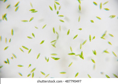 Euglena Is A Genus Of Single-celled Flagellate Eukaryotes.