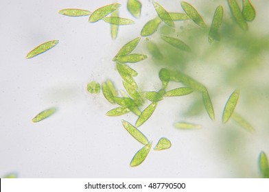 Euglena Is A Genus Of Single-celled Flagellate Eukaryotes.