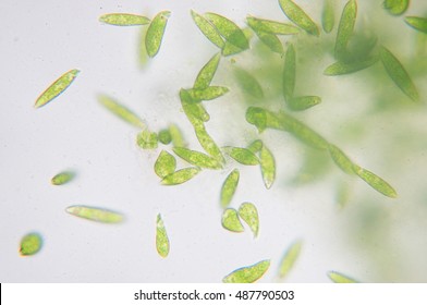 Euglena On Microscope Images Stock Photos Vectors Shutterstock