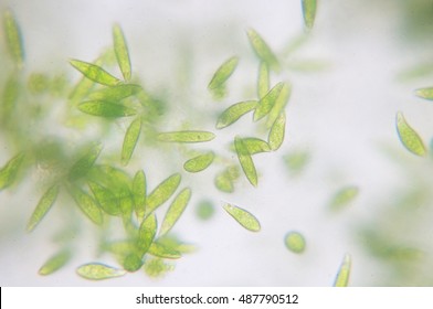 Euglena On Microscope Images Stock Photos Vectors Shutterstock