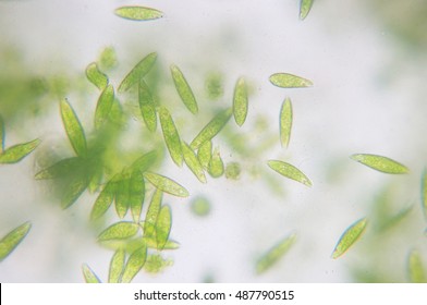 Euglena On Microscope Images Stock Photos Vectors Shutterstock