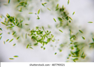 Euglena Is A Genus Of Single-celled Flagellate Eukaryotes.