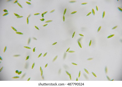 Euglena Is A Genus Of Single-celled Flagellate Eukaryotes.