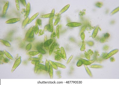 Euglena On Microscope Images Stock Photos Vectors Shutterstock