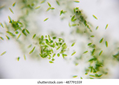 Euglena Is A Genus Of Single-celled Flagellate Eukaryotes.