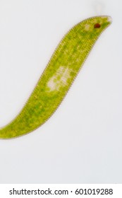 Euglena Is A Genus Of Single-celled Flagellate Eukaryotes Under  Microscopic View.