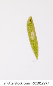 Euglena On Microscope Images Stock Photos Vectors Shutterstock