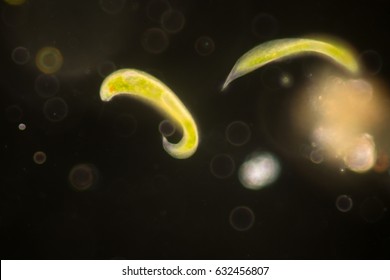 Euglena Is A Genus Of Single-celled Flagellate Eukaryotes Under Microscopic View.