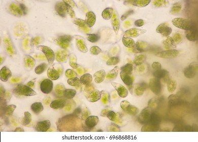 Euglena On Microscope Images Stock Photos Vectors Shutterstock