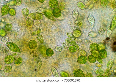 Euglena On Microscope Images Stock Photos Vectors Shutterstock