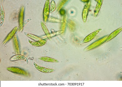 Euglena Is A Genus Of Single-celled Flagellate Eukaryotes Under Microscopic View For Education.