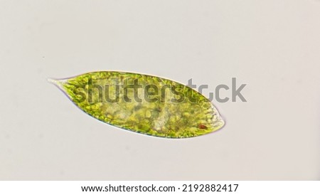 Euglena species. Probably Euglena magnifica. 400x magnification