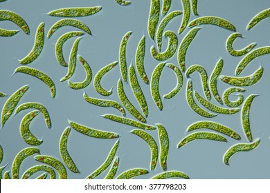 Euglena spirogyra - schraubiger Augenflagellat, 100Âµ, culture, focus: flagellum, eyespot, large paramylon grains, chloroplasts - DIC - microscopic photo