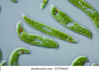 Euglena spirogyra - schraubiger Augenflagellat, 100Âµ, focus: conspicuously spiraled pellicle - DIC - microscopic photo
