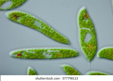 Euglena spirogyra - schraubiger Augenflagellat, 100Âµ, focus: conspicuously spiraled pellicle - DIC - microscopic photo