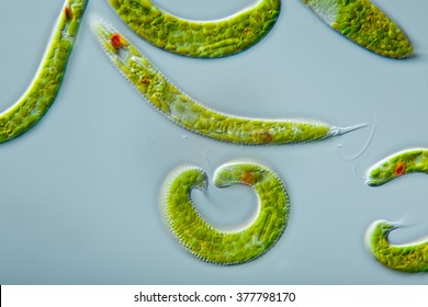 Euglena On Microscope Images Stock Photos Vectors Shutterstock