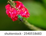 Euglossa dilemma (green orchid bee) on a red flower