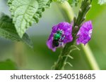 Euglossa dilemma (green orchid bee) on a red flower