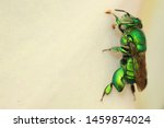 Euglossini, commonly known as orchid bees or euglossine bees