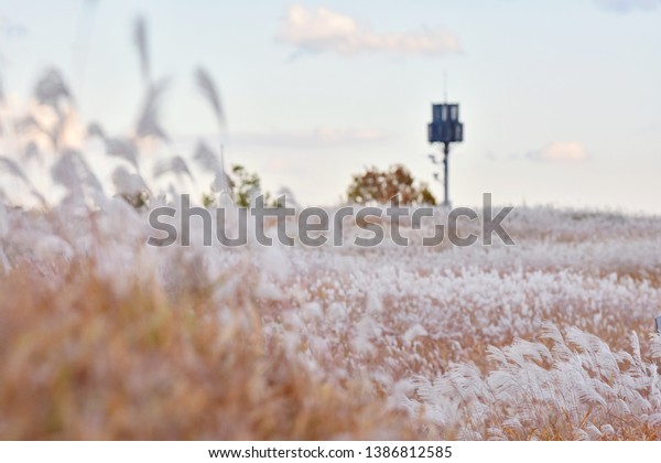 Eulalia Silver Grass Field Across Haneul Stock Photo Edit Now