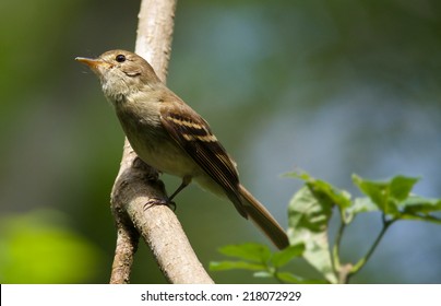 Eulers Flycatcher Lathrotriccus Euleri Stock Photo 218072929 | Shutterstock