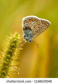 Eumedonia eumedon butterfly