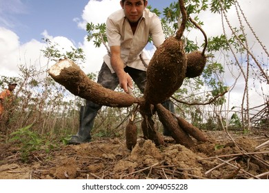 Eunapolis, Bahia, Brazil - August 4, 2010: Cassava Harvest For Flour Production In The City Of Eunapolis, In Southern Bahia.