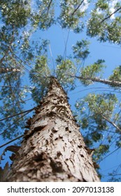 Eunapolis, Bahia, Brazil - July 30, 2008: Eucalyptus Tree Plantation For Pulp Production In Southern Bahia.