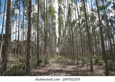 Eunapolis, Bahia, Brazil - July 30, 2008: Eucalyptus Tree Plantation For Pulp Production In Southern Bahia.