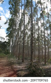 Eunapolis, Bahia, Brazil - July 30, 2008: Eucalyptus Tree Plantation For Pulp Production In Southern Bahia.