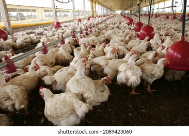 eunapolis, bahia, brazil - october 23, 2009: Chicken rearing on a farm farm in the city of Eunapolis. - Shutterstock ID 2089423060