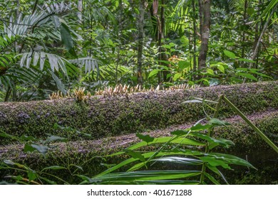 Eungella National Park - Australia