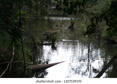 Eungella National Park, Queensland, Australia