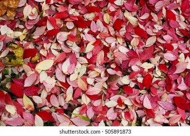 Euonymus Alatus Red Leaf Beautiful Autumn Stock Photo 505891873 ...